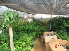 乐平盛兴花艺景观工程的设计与施工